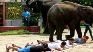 пхукет слон делает массаж