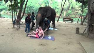 Слон делает массаж на реке Квай