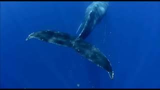 Die Mutter der alle Wale - Riesiger Buckelwal an der Südwestküste gesichtet