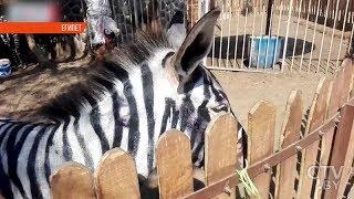 В зоопарке Каира покрасили ослов, чтобы выдать их за зебр