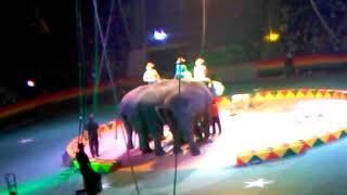 Elephants at the circus