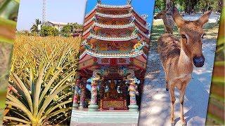 Таиланд Паттайя ЭКСКУРСИИ! Экскурсии в Паттайе Дискавери, Устричная фермы + Китайский Храм.