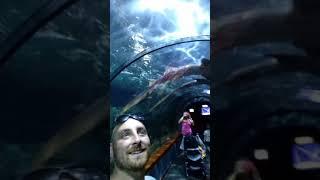Vlog Tenerife Acquario